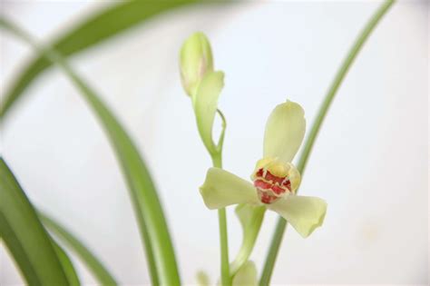 馬蹄蘭種植方法|【馬蹄蘭種植】馬蹄蘭種植指南｜讓你的綠寶貝開花不間斷！ – 章 